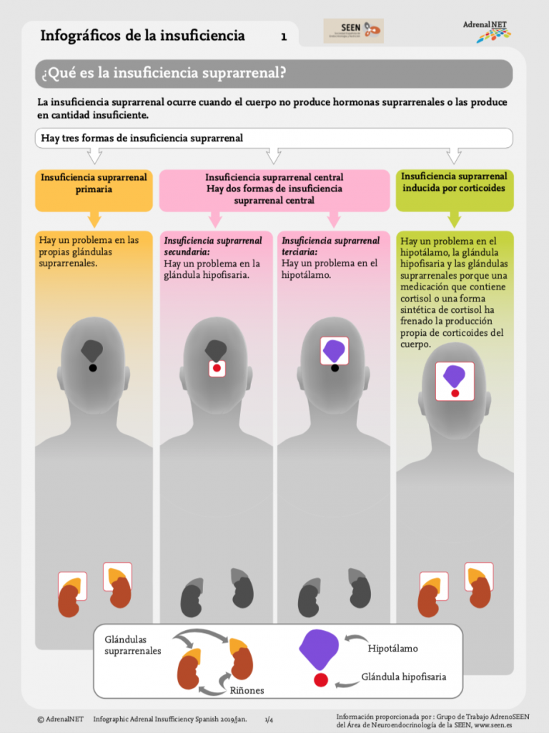 La Insuficiencia Suprarrenal Infographic Adrenals Eu